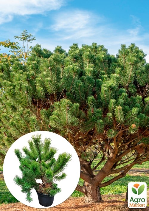 Сосна гірська "Mugo Uncinata" С10, висота 65-75см 