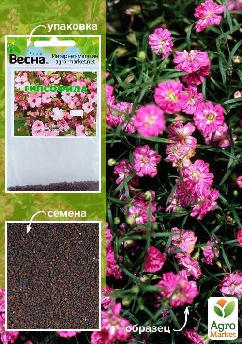 Гипсофила розовая (Зипер) ТМ "Весна" 1г