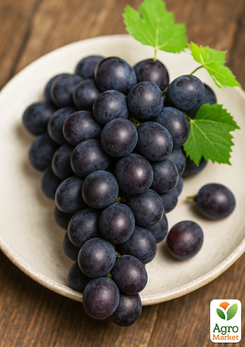 Виноград "Аюта" (надранній термін дозрівання, великий солодкий мускат) - фото 4