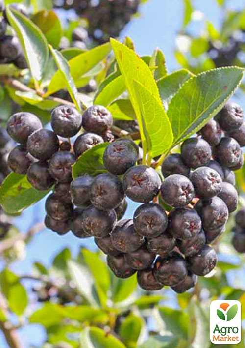 Эксклюзив! Рябина черноплодная "Смелость" (Courage) (средний срок созревания)