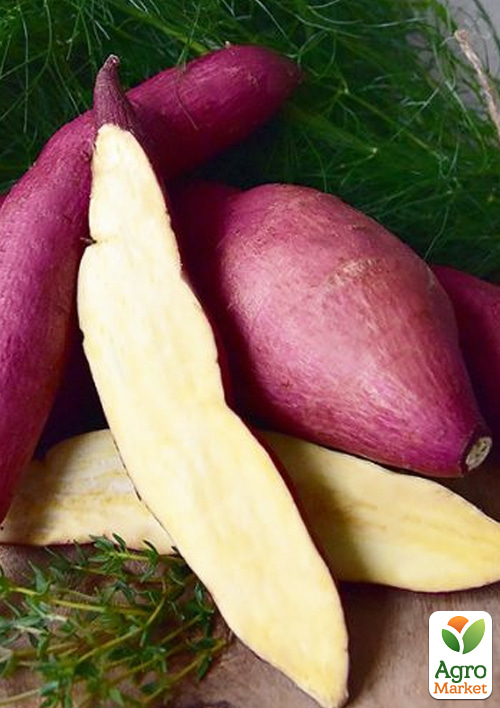 Батат "Gotcha" (сладкий картофель) маточный клубень