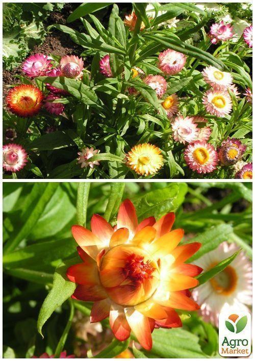 На развес Гелихризум "Бессмертник" ТМ "Весна" цена за 2г - фото 2