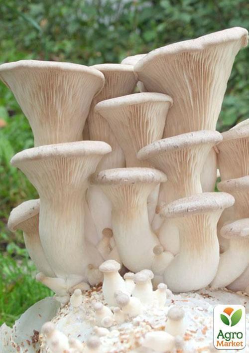 Сухий зерновий міцелій "Глива королівська" 100г