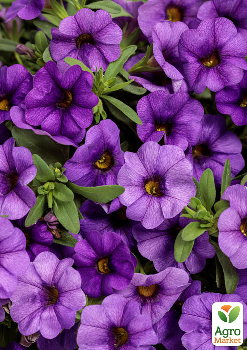 Калібрахоа Mini Famous Neo "Light Blue"