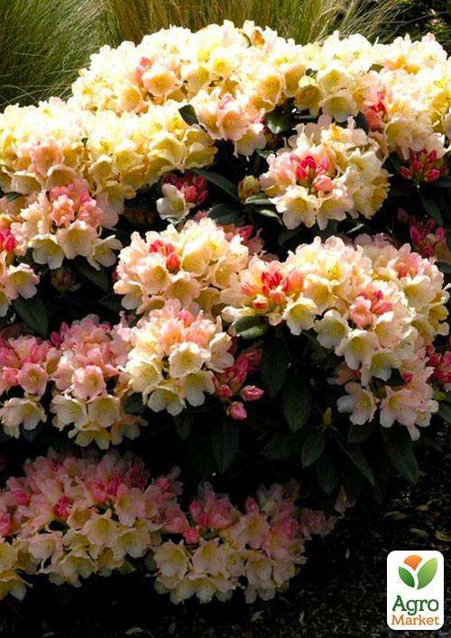 Рододендрон "Golden Torch" - фото 6