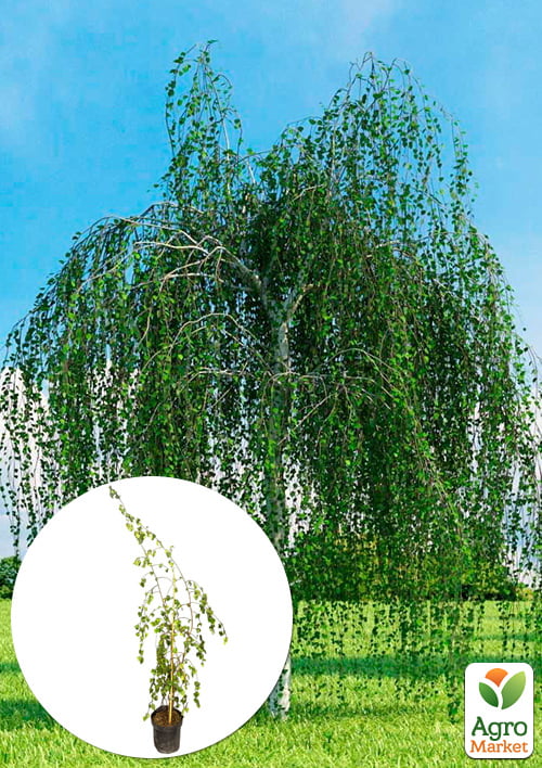 Береза повисла звичайна (Betula pendula)  висота 100-110см