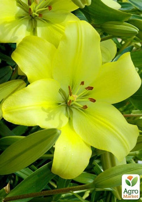 Лілія "Freya" 1шт в упаковці