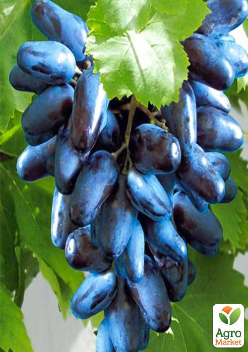 Виноград "Блэк Фингер" (кишмиш)