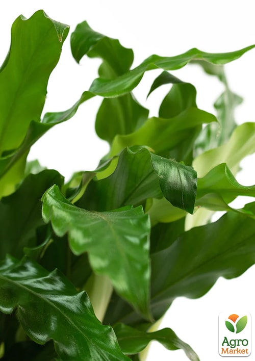 Калатея "Rufigreen" (высота 30-40см) - фото 6