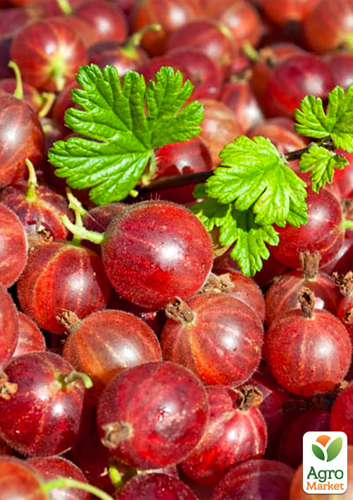 LMTD Аґрус "Hinnonmaki Red" (сортовий, укорінений)