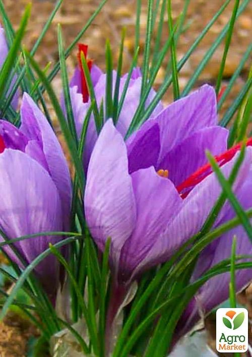Crocus Sativus (Шафран) (розмір 5/6, великий)