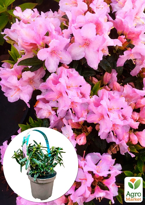 LMTD Рододендрон цветущий 2-х летний "Robert Seleger" (высота 20см)