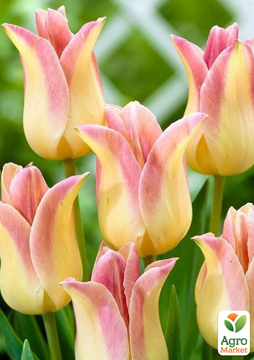 Тюльпан "Elegant Lady" (лілієподібний) - фото 4