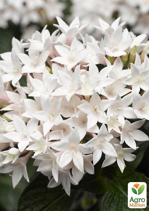 Пентас "Лаки Стар F1" белый ТМ "Vesna Exclusive" 3шт - фото 2