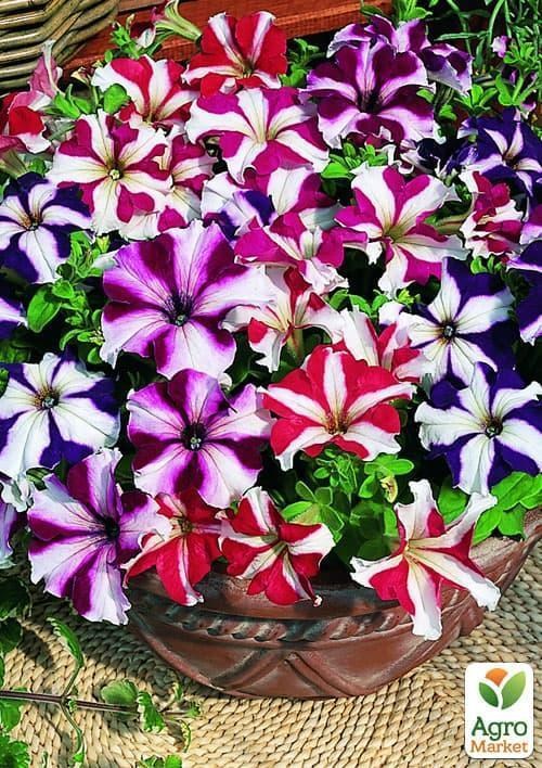 Петунія "Зоряний дощ" (Зипер) ТМ "Весна" 1г - фото 2