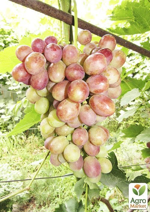 Виноград "Магістр"