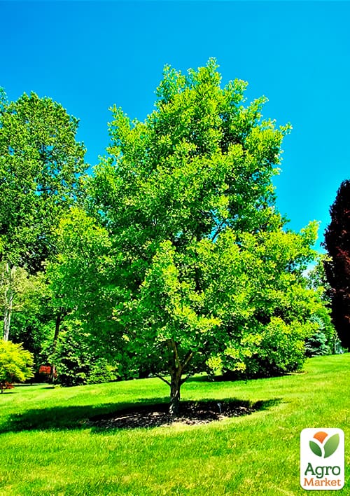 LMTD Гінкго Білоба (висота 20-30см) - фото 7