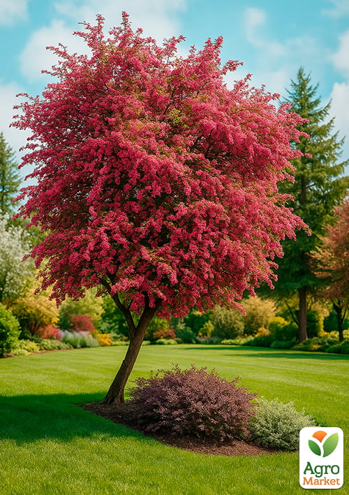 Глід декоративний "Пауль Скарлет" (Crataegus laevigata Pauls Scarlet) - фото 3