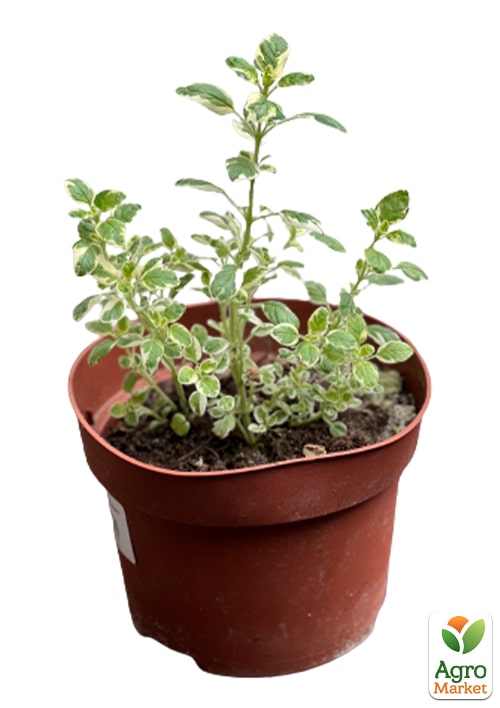 Орегано "Panta" - фото 5