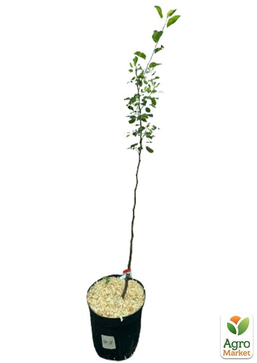 Яблоня "Мутсу" укорененная в контейнере (саженец 2 года) - фото 3