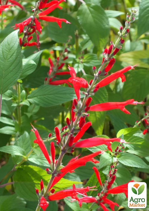 Шалфей блестящий "Elegans Mello" - фото 5