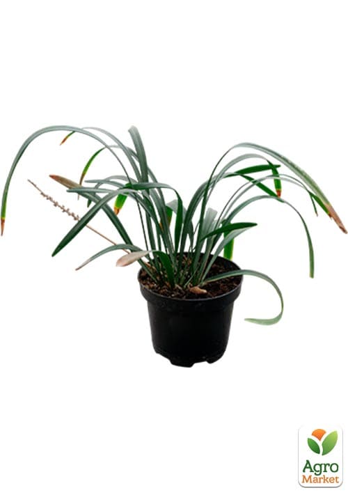 Лириопе "Monroe White" вазон С2, высота 20-40см - фото 2