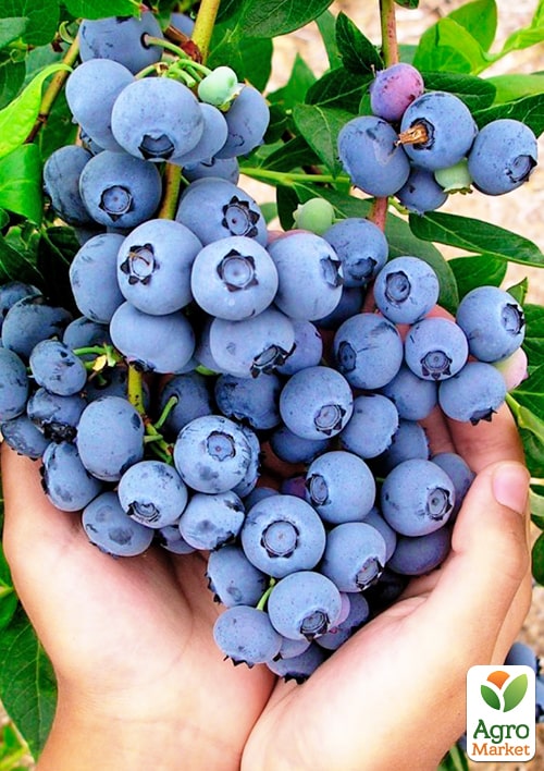 Лохина (чорниця садова) 2 роки "Сієрра" (Sierra) С2 висота 50-60см - фото 5