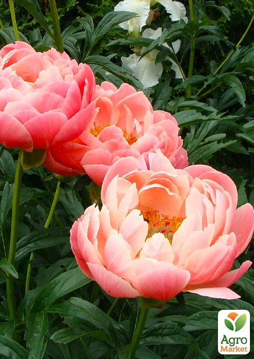 Пион травянистый "Coral Sunset" 