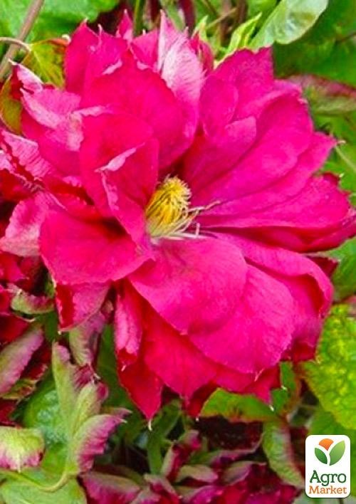 Клематис 3-х летний "Red Star" С2 - фото 5