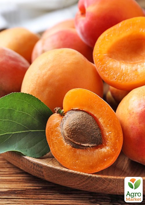 Абрикос "Десертный" (летний сорт, средний срок созревания) - фото 4