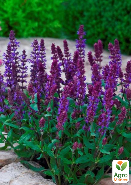 Шалфей превосходный "Merleau Blue Compact" С2 - фото 2