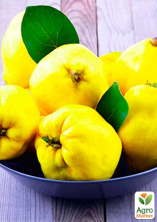 Айва "Кубанська урожайна" (осінній сорт, ранній термін дозрівання) - фото 2