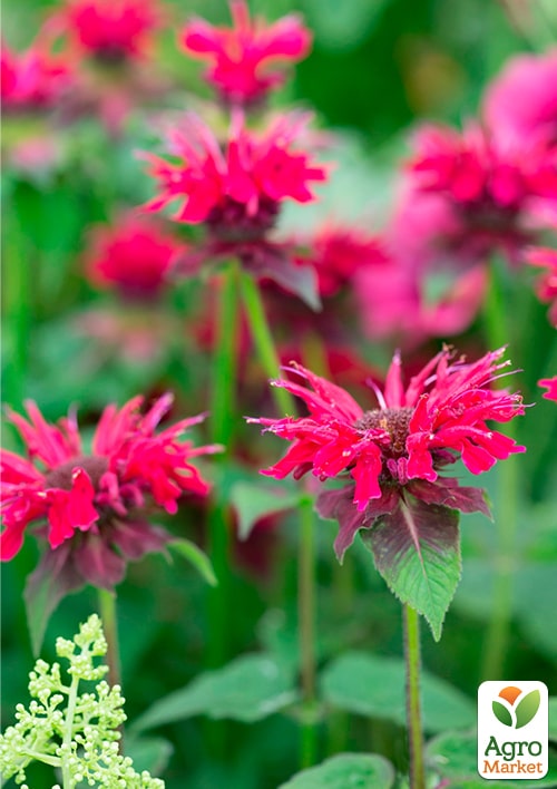 Бергамот (Монарда) "Othello" - фото 5