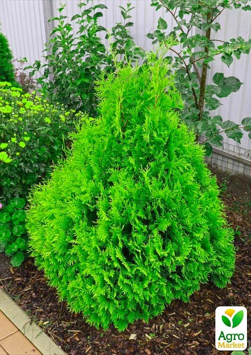 Туя складчатая "Kornik" С3, высота 50-60 см - фото 6