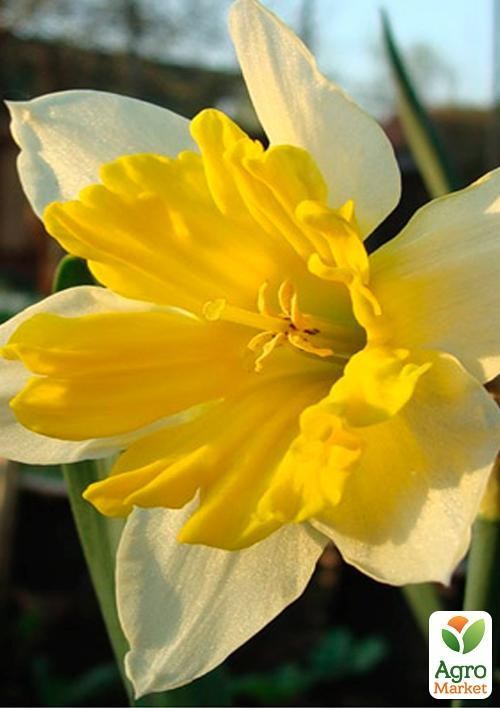 Нарцисс "Chanterelle" (размер 12/14 , крупный) 3шт в упаковке