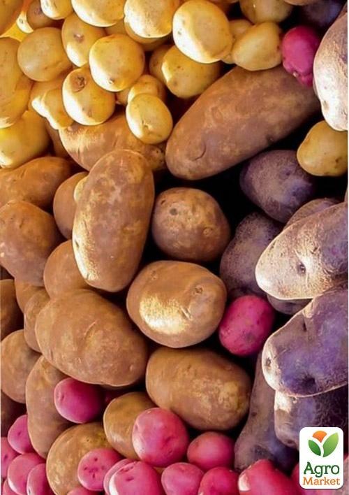 Картофель посадочный МИКС СОРТОВ, вес 1кг
