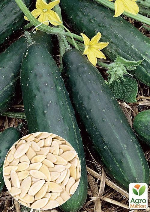 На развес Огурец "Круиз F1" ТМ "Весна" цена за 4г