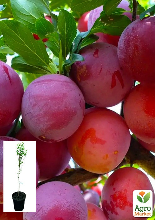 Алыча "Машенька" укорененная в контейнере (саженец 2 года)