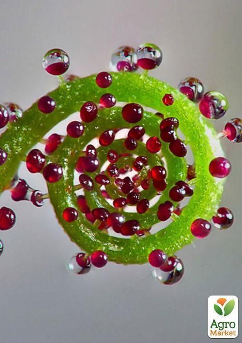 Росоліст "Равлик" ТМ "Vesna Exclusive" 5шт