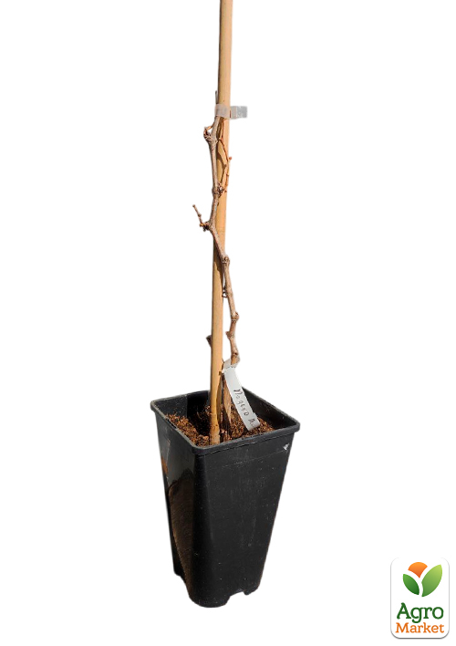 Виноград столовый "Анюта" (укорененный саженец в контейнере) - фото 6