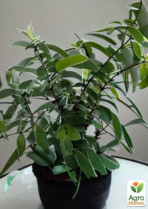 Эвкалипт комнатный лимонный "Флагман" 2х летний саженец высота 50-60см - фото 3