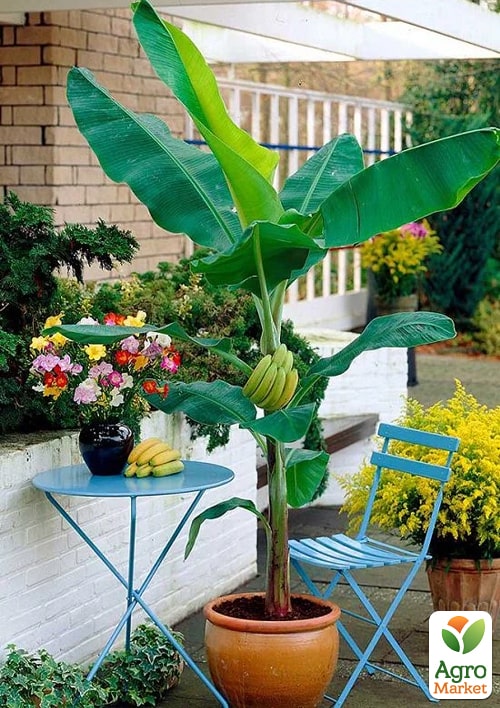 LMTD Банан Карликовий "Dwarf Cavendish" (висота 100-130см) - фото 7