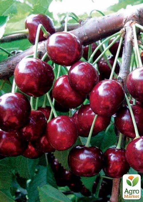 Черешня "Сказка" (ранний срок созревания)