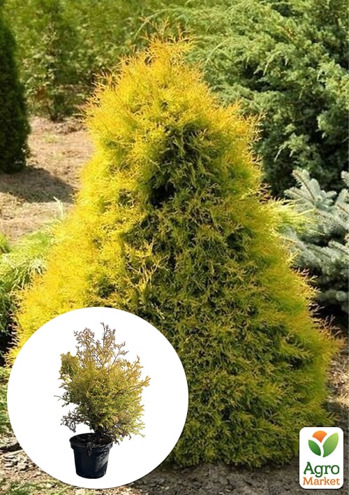 Туя західна "Rheingold" С2, висота 25-30см