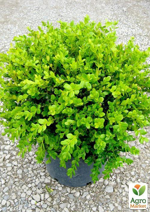 Самшит вічнозелений "Таємнича краса" (Buxus sempervirens) - фото 5