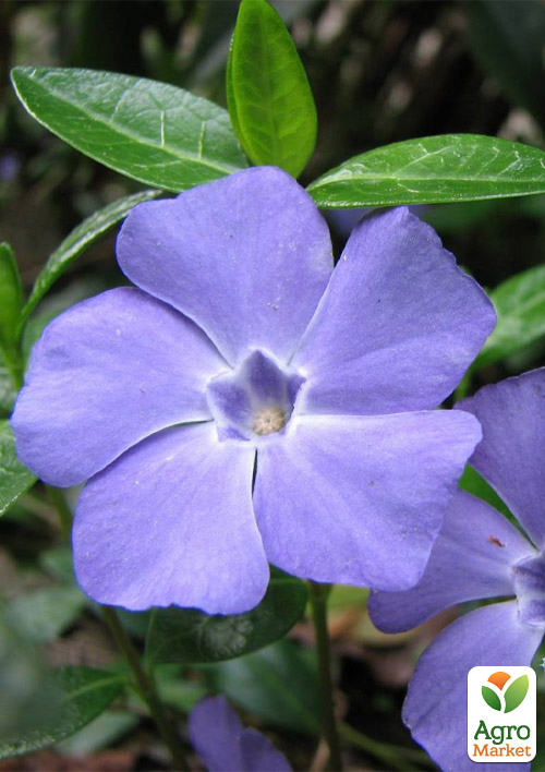 Барвинок малый "Vinca minor" вазон С2