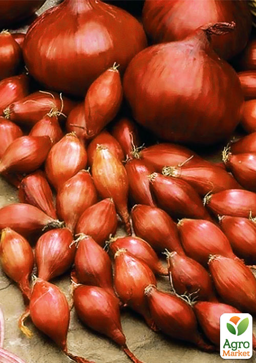 Лук-севок 1кг (арбажейка) красный "Веселка" (Украина)