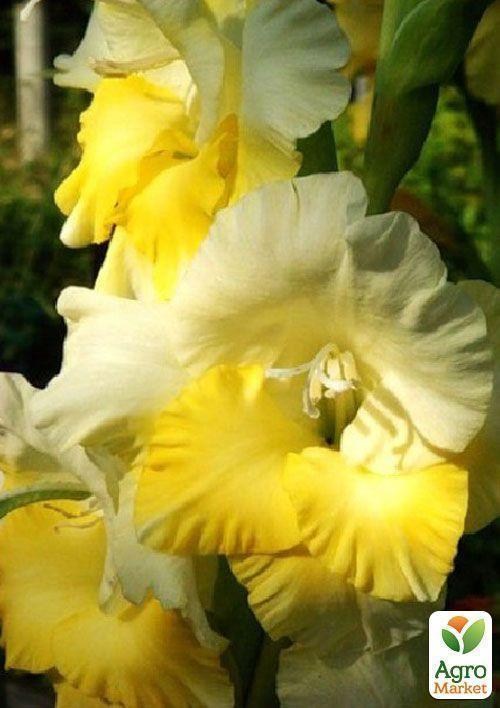 Гладіолус "Buggy" 3шт - фото 2