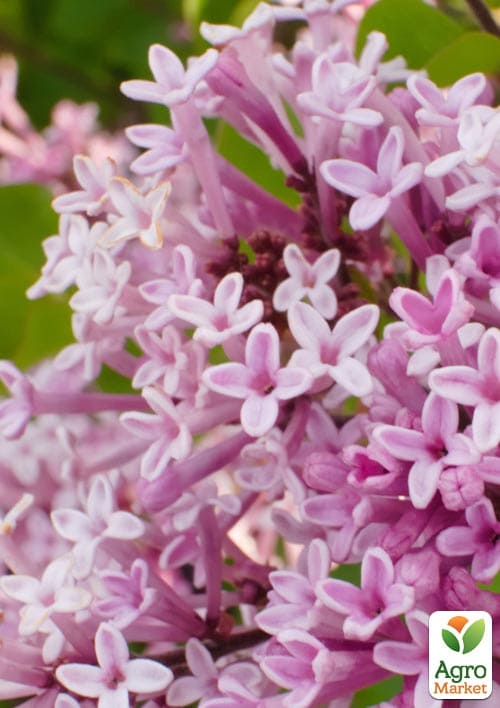 Сирень мелколистная "Flowerfesta Рink"