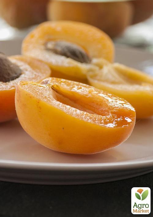 Абрикос "Голд Рич" (літній сорт, середній термін дозрівання) - фото 6